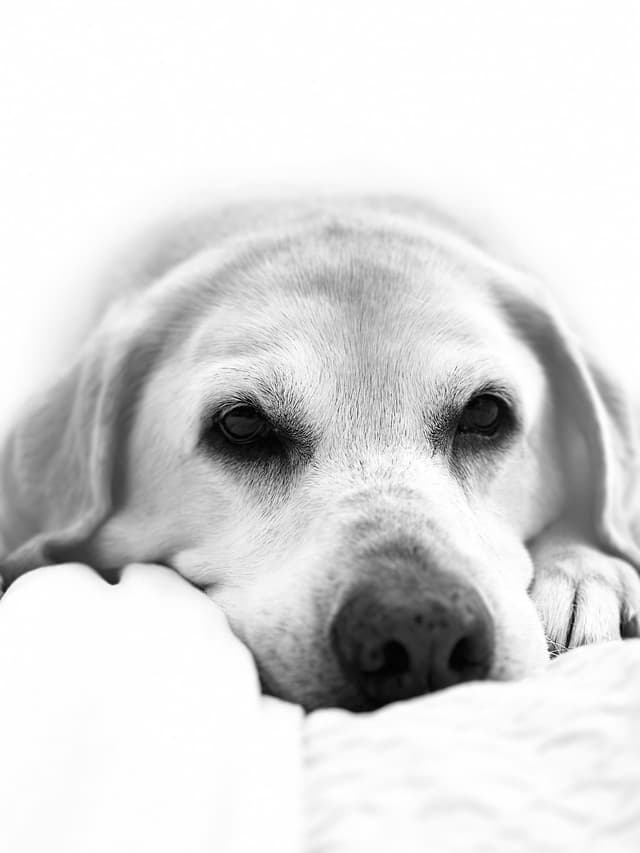 Pet photography by Bella Photography