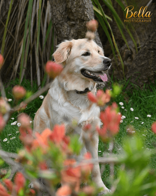 Pet photography by Bella Photography