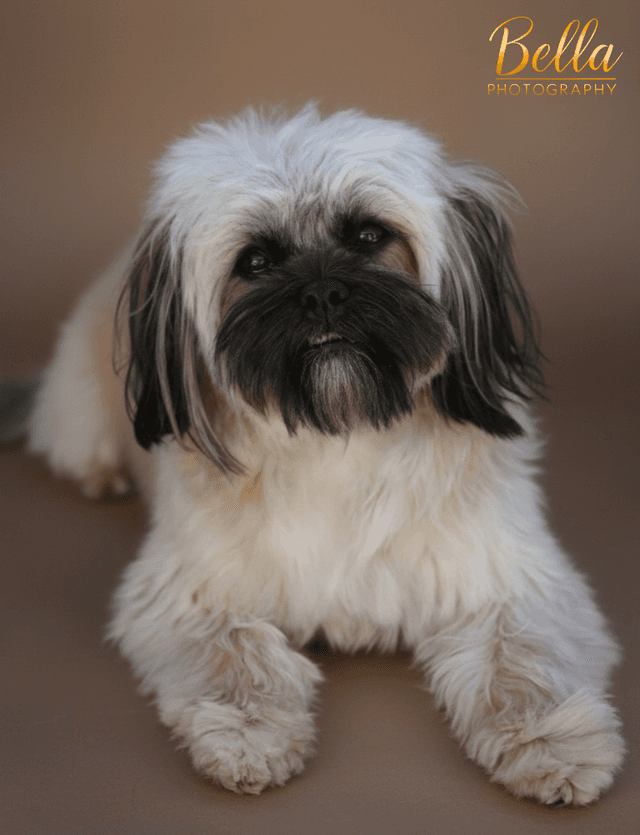 Pet photography by Bella Photography