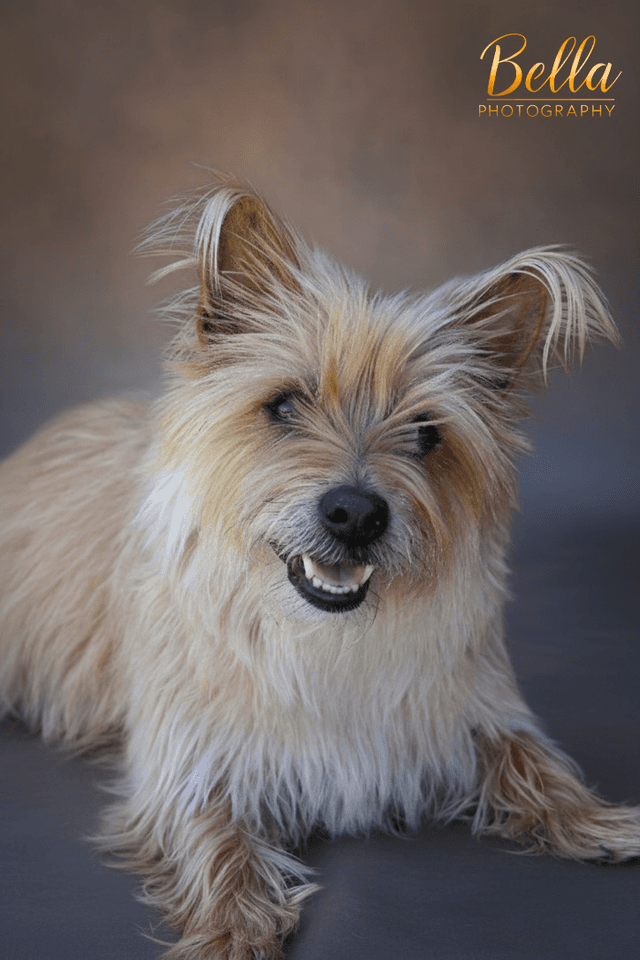 Pet photography by Bella Photography