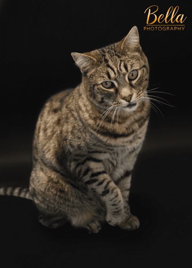 Pet photography by Bella Photography