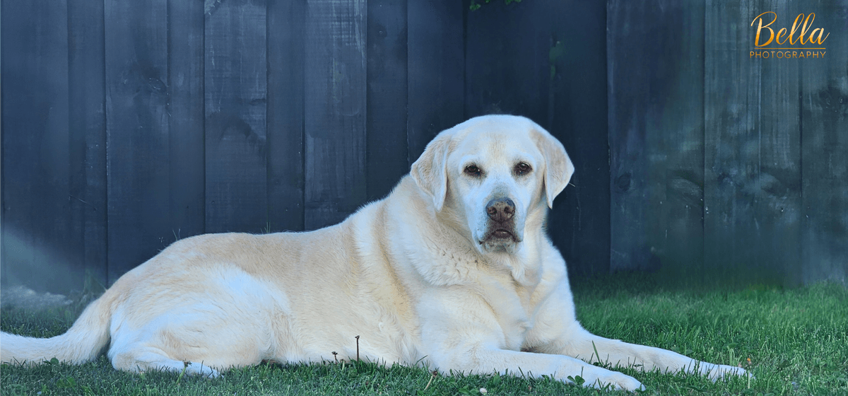 Professional pet photography by Bella Photography