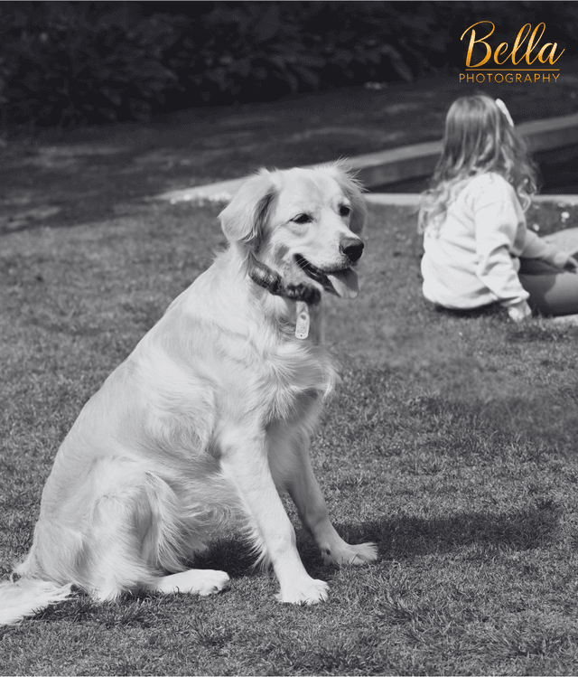 Pet portrait session