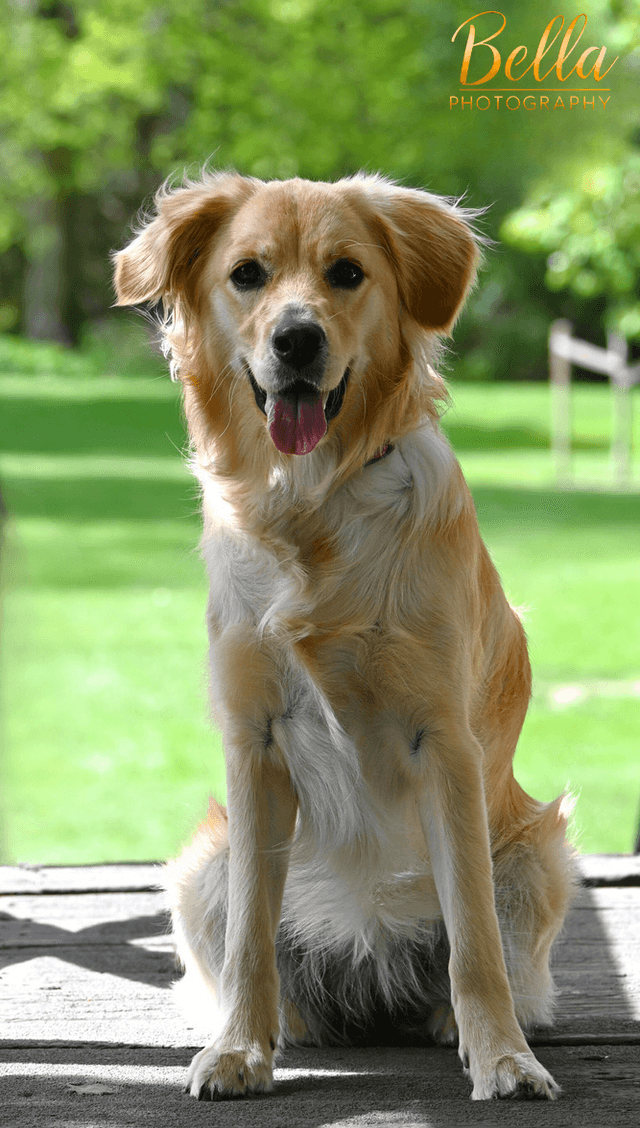 Professional pet photography