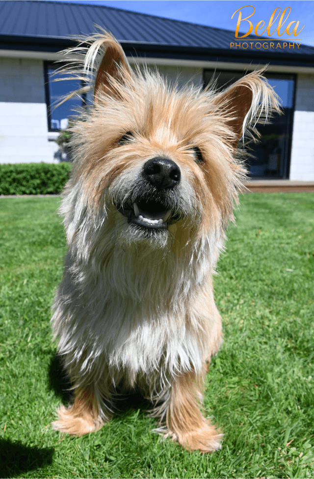 Pet photography service