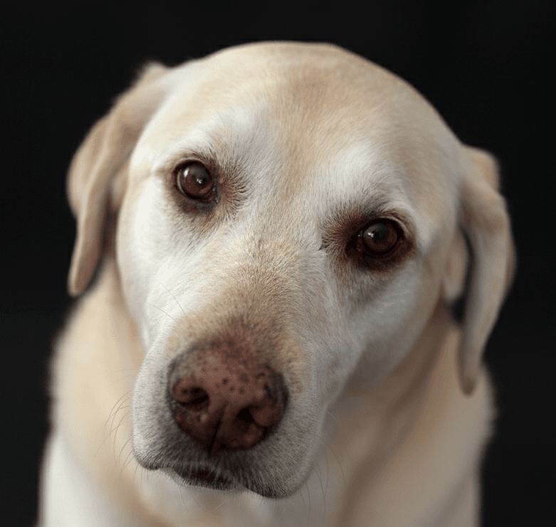 Bella, our beloved Golden Labrador